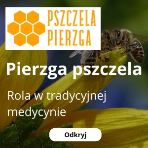 Pierzga pszczela w medycynie tradycyjnej